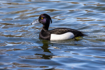 Mute swan, Cygnus olor swimming on a lake in Munich, Germany