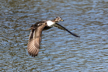 Wild duck or mallard, Anas platyrhynchos flying over a lake in Munich, Germany