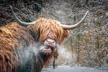 a scottish highland cow in a snowy field on a cold day with steamy breath - obrazy, fototapety, plakaty