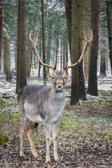 a male deer with antlers standing in the forest