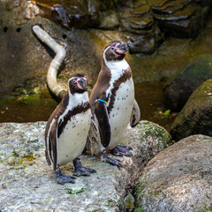 Humboldt Penguin, Spheniscus humboldti in a park