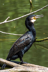 The great cormorant, Phalacrocorax carbo sitting on a branch