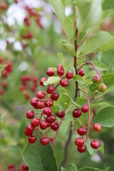 red berries on a branch