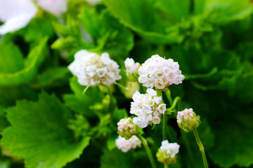 A beautiful white flower grows in the park in spring.