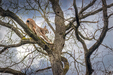 closeup of a lynx climbing a tree and sitting on a branch