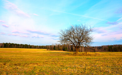 Spring landscape with empty field and bare tree
