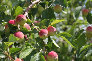 apples on a branch