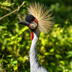 Fototapeta premium Black Crowned Crane, Balearica pavonina in a park