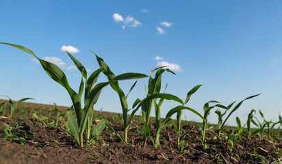 Fresh green sprouts of maize in spring on the field, selective focus. Agricultural scene with...