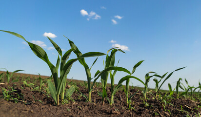 Fresh green sprouts of maize in spring on the field, selective focus. Agricultural scene with seedling growth of corn sprouts in earth, close-up. - obrazy, fototapety, plakaty