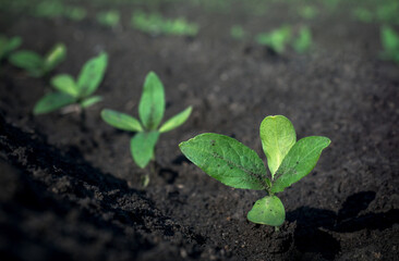 Fresh green sprouts of sunflower plant on a field, close up. Young shoots in a fertile land, selective focus. Agricultural plants with fresh leaves in a black fat earth in springtime.