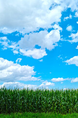 Fototapeta na wymiar Young green corn against the blue sky.