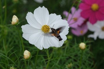 ホバリングしながら蜜を吸うホウジャク