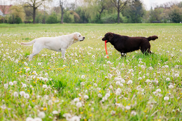 Labrador Hunde beim spielen