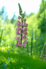 A close up of wild pink Lupinus polyphyllus (the large-leaved, big-leaved or many-leaved lupine) in the forest