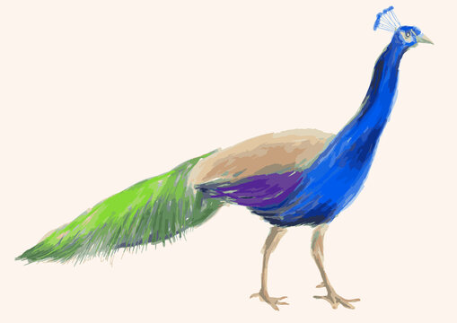 Hand drawing of tropical colorful male peacock