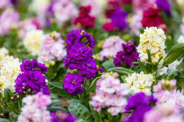 Obraz premium 川口駅前の花