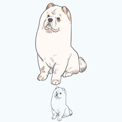 Vintage hand drawn sketch  colored after grooming puppy