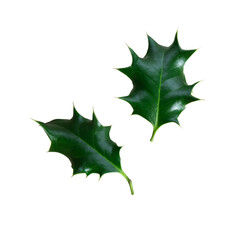 Holly tree green leaves set decor element, clipping path cut out objects, Christmas holiday traditional winter plant