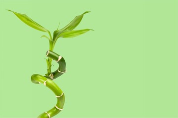 Green bamboo with leaves, nature concept