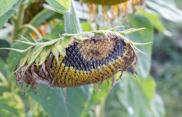 ripe seeds pecked by a bird in a sunflower flower with a copy of the cosmos