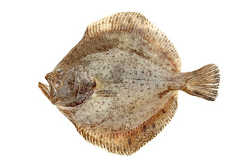 Psetta maxima (Turbot Fish) isolated on white background