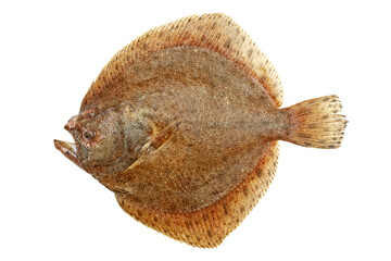 Turbot fish, isolated on white
