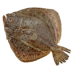 Turbot fish, isolated on white