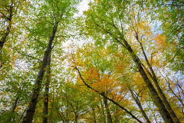 Autumn time is a time spent in the forest and tree bolu national park, turkey