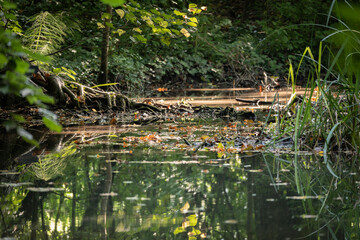 L'étang Aux Ecrevises, Chambésy