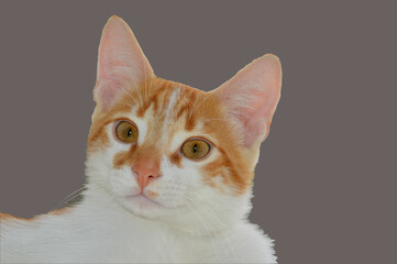 Obraz premium A red-haired, young cat with orange eyes on a gray background.