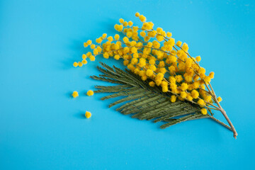 Branches of a beautiful mimosa flower on a blue background. Yellow round balls of silver acacia, flowers of Women's Day on March 8.
