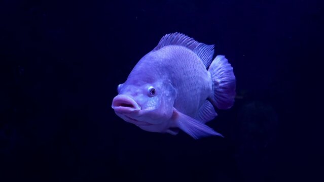 Slowly and thoughtfully swims Giant Albino Pacu Fish 