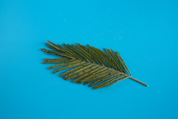 A twig with yellow round flowers and a green leaf of mimosa or silver acacia on a blue background.
