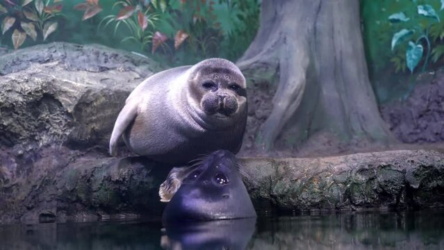 The&nbsp;Baikal seal,&nbsp;Lake Baikal seal&nbsp;or&nbsp;nerpa&nbsp;(Pusa sibirica), is a species of&nbsp;earless seal&nbsp;endemic&nbsp;to&nbsp;Lake  Baikal