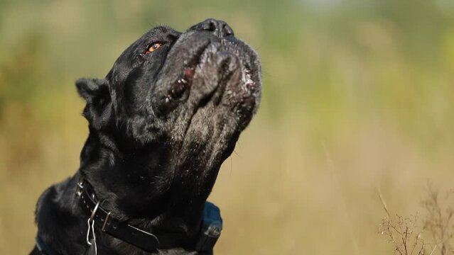 Slow Motion Of Close Up Portrait Black Cane Corso Dog Sitting Barking In Grass. Big Dog Breeds.