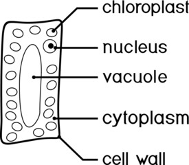 Coloring page with simplified structure of plant cell (chloroplast, nucleus, vacuole, cytoplasm and cell wall). Educational material for preschool children