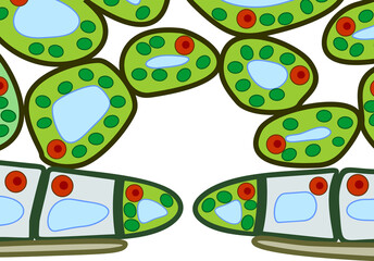 Section view of stomate and plant leaf structure. Cross-section through a leaf