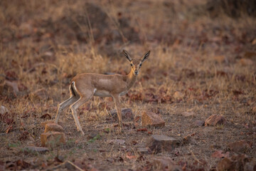 Porcupine in the nature habitat. Indian porcupine in the dayilight. Wildlife scene with very rare and elusive animal. Nocturnal animal in the beautiful indian forest. Hystrix indica