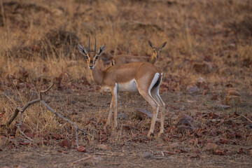 Indian gazell male in a beautiful place in india/wild animal in the nature habitat/India/chinkara stag