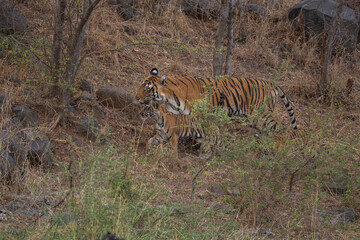 Naklejka premium Tiger in the nature habitat. Tiger male walking head on composition. Wildlife scene with danger animal. Hot summer in Rajasthan, India. Dry trees with beautiful indian tiger, Panthera tigris