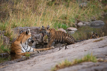 Fototapeta na wymiar Tiger in the nature habitat. Tiger male walking head on composition. Wildlife scene with danger animal. Hot summer in Rajasthan, India. Dry trees with beautiful indian tiger, Panthera tigris