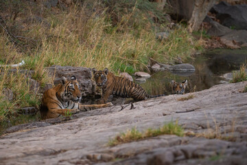 Tiger in the nature habitat. Tiger male walking head on composition. Wildlife scene with danger animal. Hot summer in Rajasthan, India. Dry trees with beautiful indian tiger, Panthera tigris