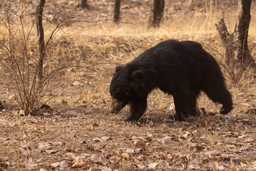 Big beautiful sloth bear male is searching termites/wild animal in the nature habitat/India