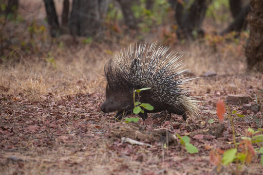 Porcupine in the nature habitat. Indian porcupine in the dayilight. Wildlife scene with very rare and elusive animal. Nocturnal animal in the beautiful indian forest. Hystrix indica