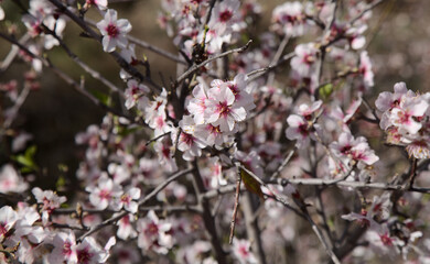 Horticulture of Gran Canaria -  almond trees blooming in Tejeda in January
