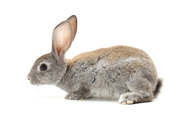 grey rabbit isolated on white background