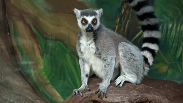 Funny cat lemur (ring-tailed lemur) with a striped tail