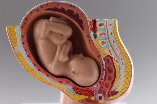 Human baby growth stages in nine month development, pregnancy stages