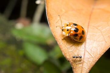 Close-up macro of tortoise beetle bug orange color outdoor